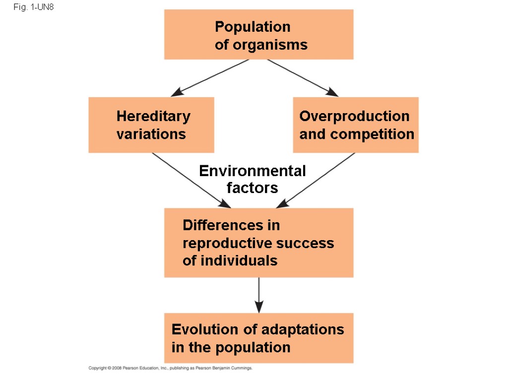 Fig. 1-UN8 Population of organisms Hereditary variations Overproduction and competition Differences in reproductive success